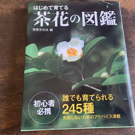 種茶花|初心者でも楽しめる！茶花の基本と育て方 